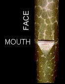 Flue Mouth Photo